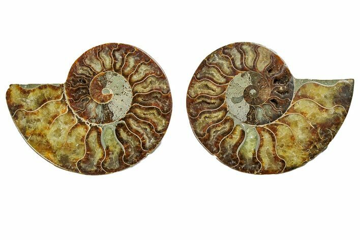 Cut & Polished, Agatized Ammonite Fossil - Madagascar #191609